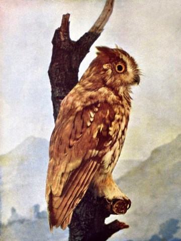 Screech Owl for Birds Illustrated by Color Photography, 1897
