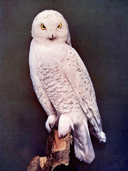 Snowy Owl for Birds Illustrated by Color Photography, 1897
