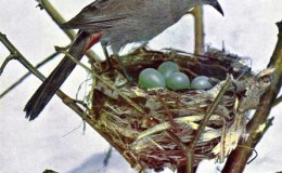 Birds Vol 1 #5 – The American&nbsp;Catbird