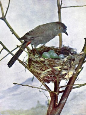 American Catbird for Birds Illustrated by Color Photography, 1897