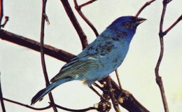 Birds Vol 1 #5 – The Indigo&nbsp;Bunting