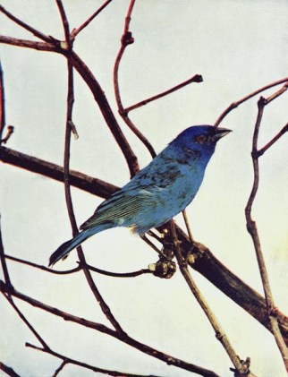 Indigo Bunting by Birds Illustrated by Color Photography, 1897