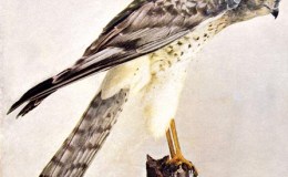 Birds Vol 1 #5 – Marsh&nbsp;Hawk
