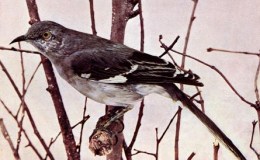 Vol. 2, No. 4 – The&nbsp;Kingbird