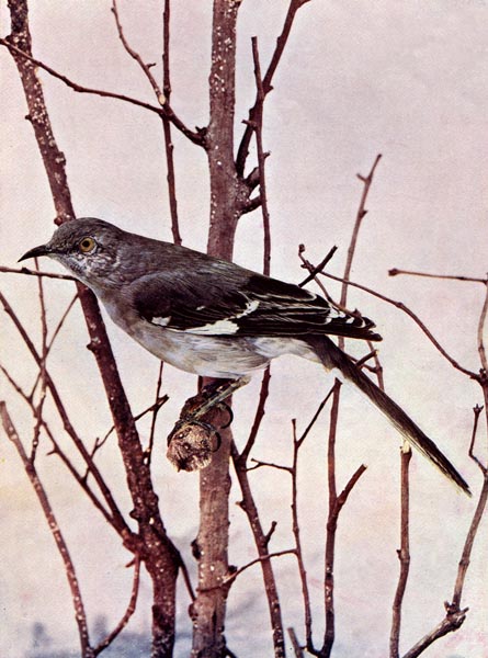Mockingbird for Birds Illustrated by Color Photography, 1897