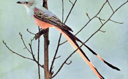 Birds Vol 1 #5 – The Scissor-tailed&nbsp;Flycatcher