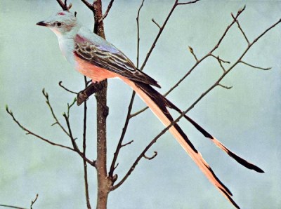 Scissor-tailed Flycatcher Birds Illustrated by Color Photography, 1897