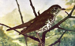 Birds Vol 1 #5 – The Wood&nbsp;Thrush