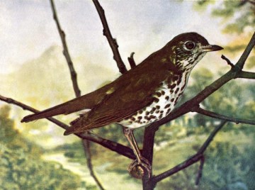 Wood Thrush for Birds Illustrated by Color Photography, 1897