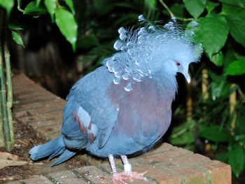 Victoria Crowned Pigeon by Dan at National Aviary Victoria Crowned Pigeon by Dan at National Aviary