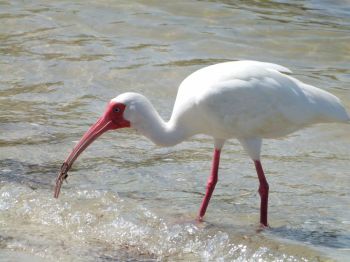 White Ibis