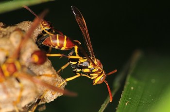 Yellow Jacket Wasp side ©©