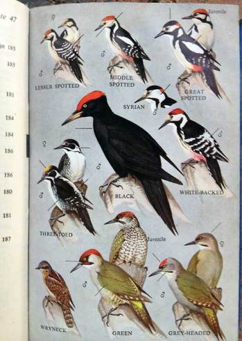 Black Woodpecker (Dryocopus martius) by Ian 1