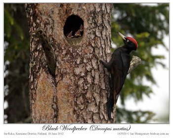 Black Woodpecker (Dryocopus martius) by Ian 2