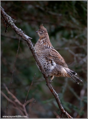 Ruffed Grouse (Bonasa umbellus) by Raymond Barlow