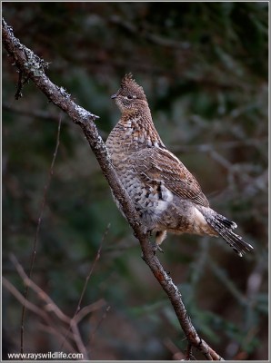 Ruffed Grouse (Bonasa umbellus) by Raymond Barlow