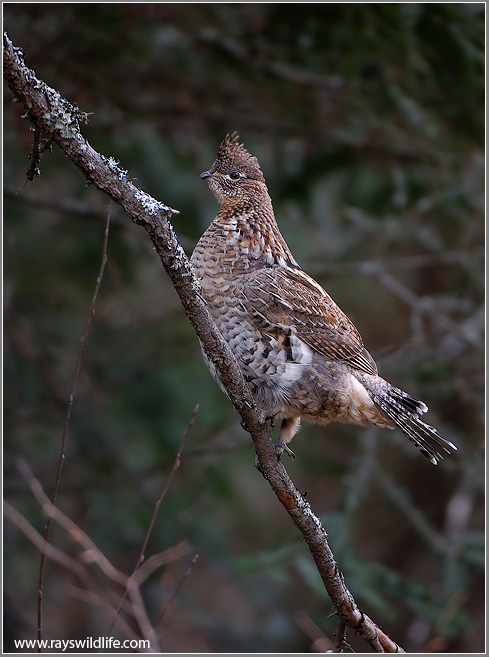 Ruffed Grouse (Bonasa umbellus) by Raymond Barlow