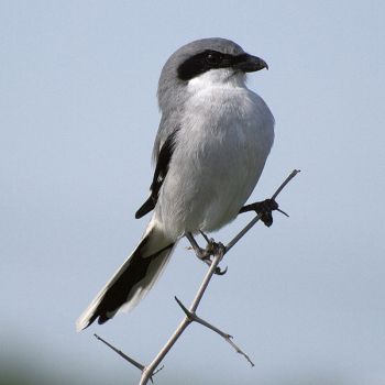 Loggerhead Shrike (Lanius ludovicianus) by ©Wiki Loggerhead Shrike (Lanius ludovicianus) by ©Wiki