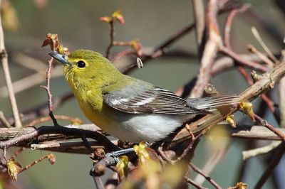 Yellow-throated Vireo (Vireo flavifrons) ©WikiC