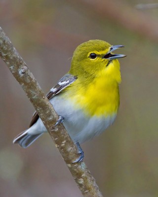 Yellow-throated Vireo (Vireo flavifrons) singing ©nebirdsplus