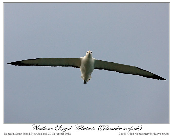 Northern Royal Albatross (Diomedea sanfordi) by Ian 6