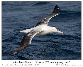 Southern Royal Albatross (Diomedea epomophora) by Ian 1