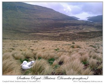 Southern Royal Albatross (Diomedea epomophora) by Ian 3