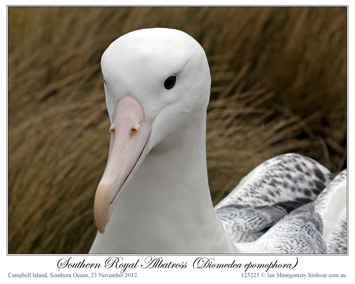Southern Royal Albatross (Diomedea epomophora) by Ian 5