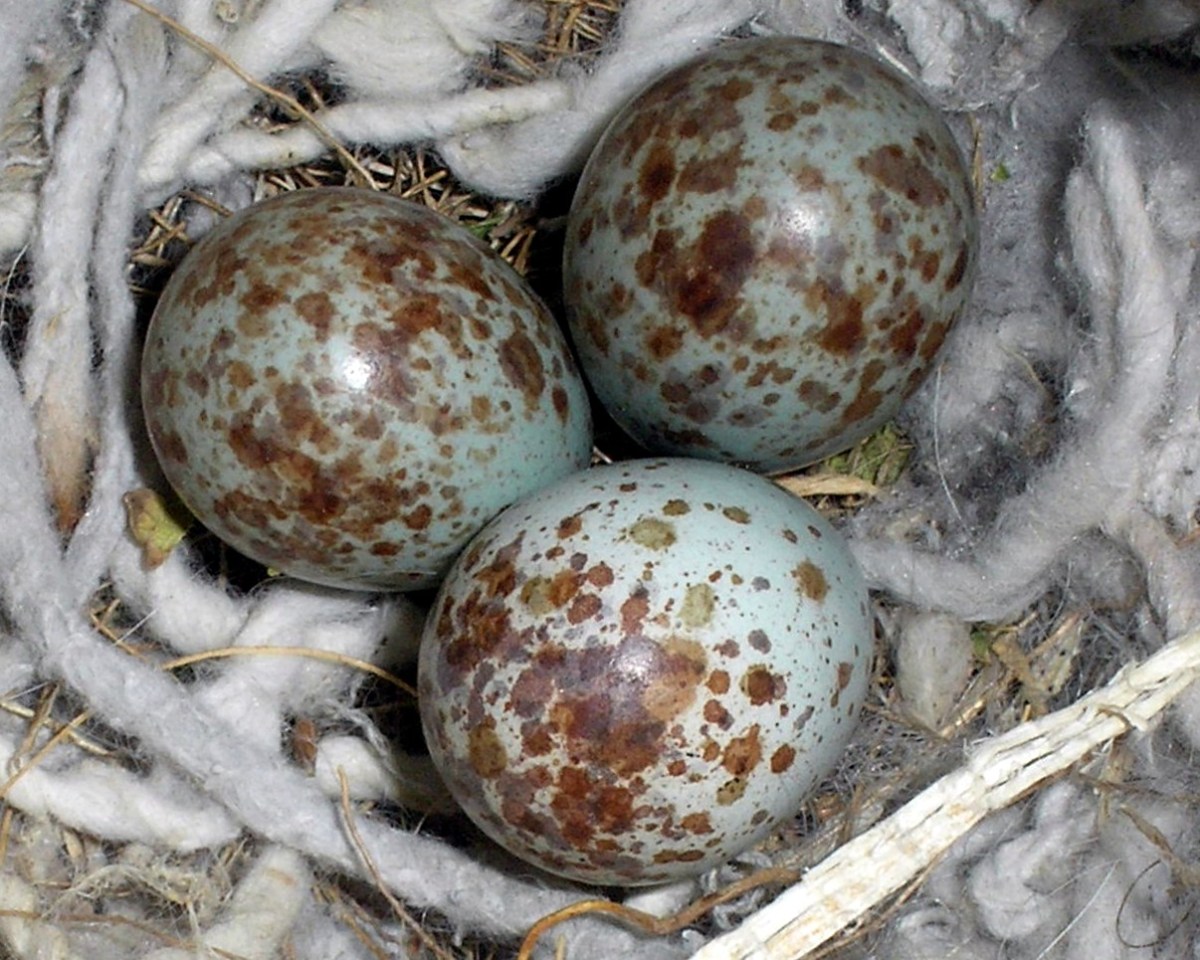 Northern Mockingbird (Mimus polyglottos) eggs ©WikiC