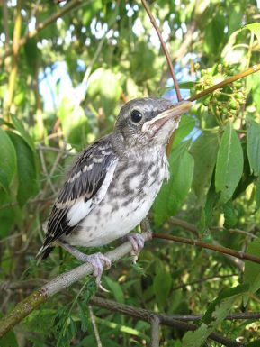 Northern Mockingbird (Mimus polyglottos) Juvenile ©WikiC