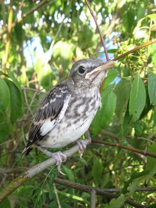 Northern Mockingbird (Mimus polyglottos) Juvenile ©WikiC