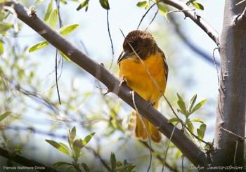 Baltimore Oriole (Icterus galbula) Female by Nature's Hues