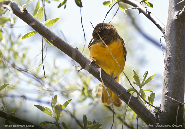 Baltimore Oriole (Icterus galbula) Female by Nature's Hues