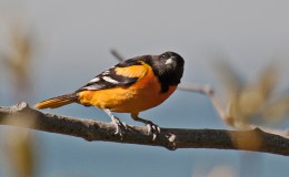 Appreciating Baltimore Orioles and My First Bird&nbsp;Book