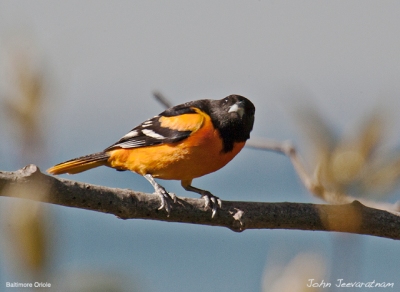 Baltimore Oriole (Icterus galbula) Male by Nature's Hues
