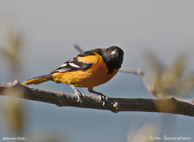 Baltimore Oriole (Icterus galbula) Male by Nature's Hues
