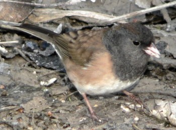 Dark-eyed Junco (Junco hyemalis oreganus) (one of the Oregon Juncos) ©WikiC