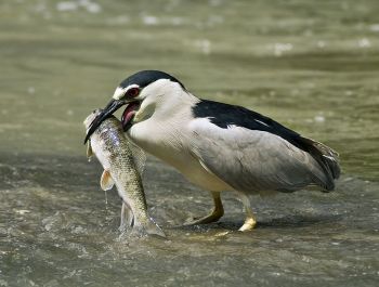Black-crowned Night Heron (Nycticorax nycticorax) ©WikiC