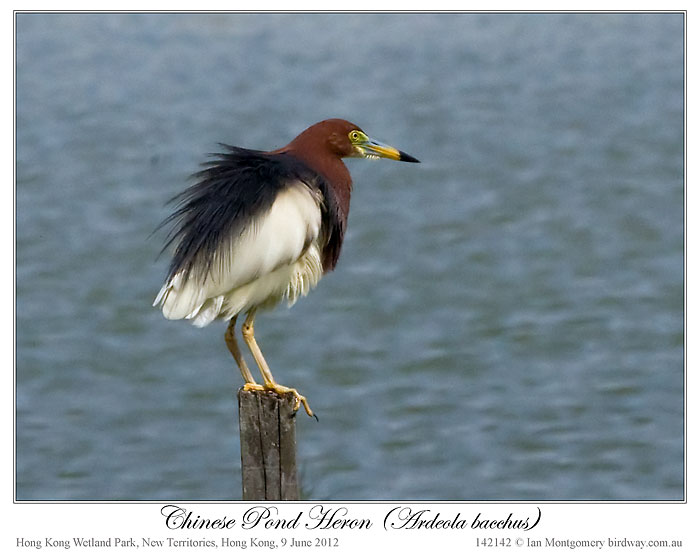 Chinese Pond Heron (Ardeola bacchus) by Ian 1