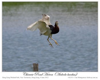 Chinese Pond Heron (Ardeola bacchus) by Ian 3 Chinese Pond Heron (Ardeola bacchus) by Ian 3