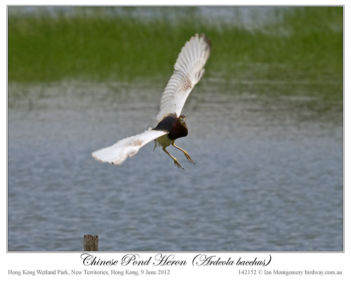 Chinese Pond Heron (Ardeola bacchus) by Ian 4