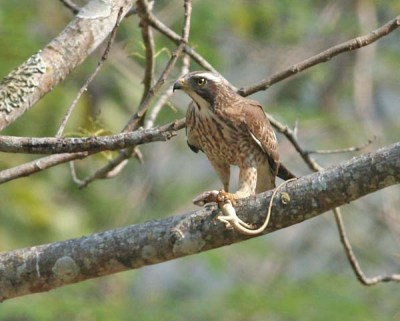Grey-faced Buzzard (Butastur indicus) by Peter Ericsson