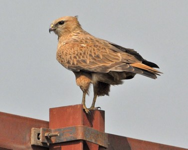 Long-legged Buzzard (Buteo rufinus) by Nikhil Devasar