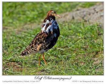 Ruff (Philomachus pugnax) by Ian 5