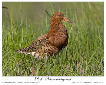 Ruff (Philomachus pugnax) by Ian 6
