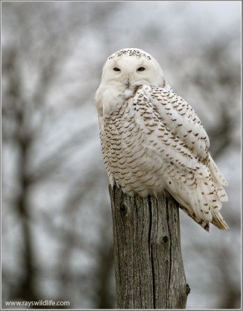 Snowy Owl (Bubo scandiacus) by Raymond Barlow
