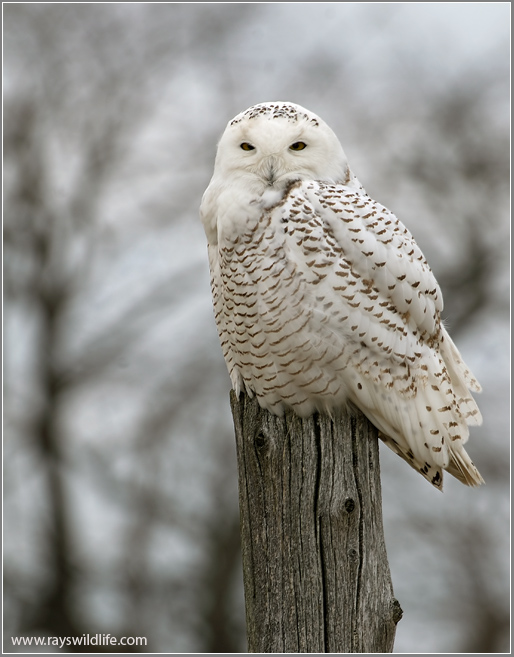 Snowy Owl (Bubo scandiacus) by Raymond Barlow