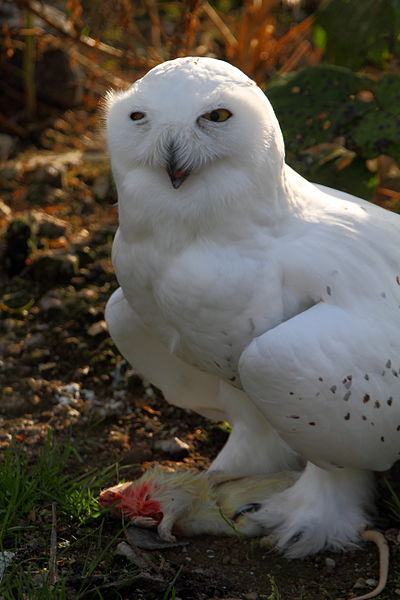 Snowy Owl (Bubo scandiacus) Leggings ©WikiC