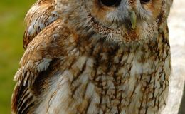 Birds Vol 1 #6 – Bird Song&nbsp;1