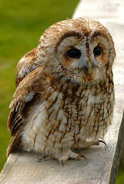 Tawny Owl (Strix aluco) ©WikiC